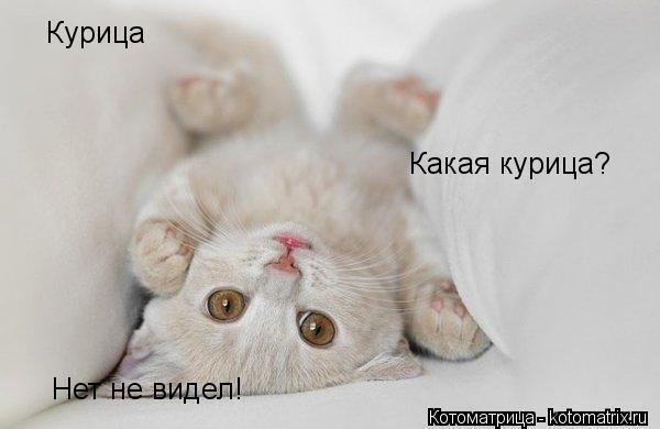 Курица Какая курица? Нет не видел!... Котоматрица: Курица Какая курица? Нет не видел!