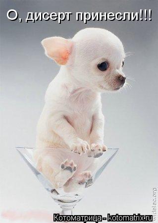 Котоматрица: О, дисерт принесли!!!