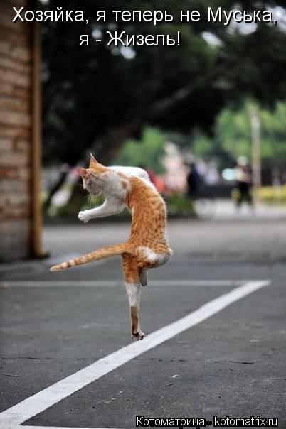Котоматрица: Хозяйка, я теперь не Муська, я - Жизель!