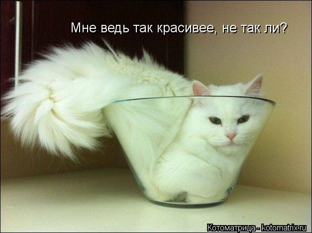 Котоматрица: Мне ведь так красивее, не так ли?
