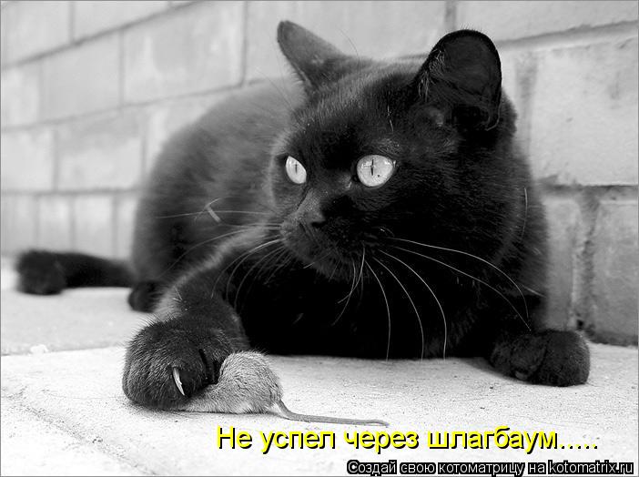 Котоматрица: Не успел через шлагбаум.....