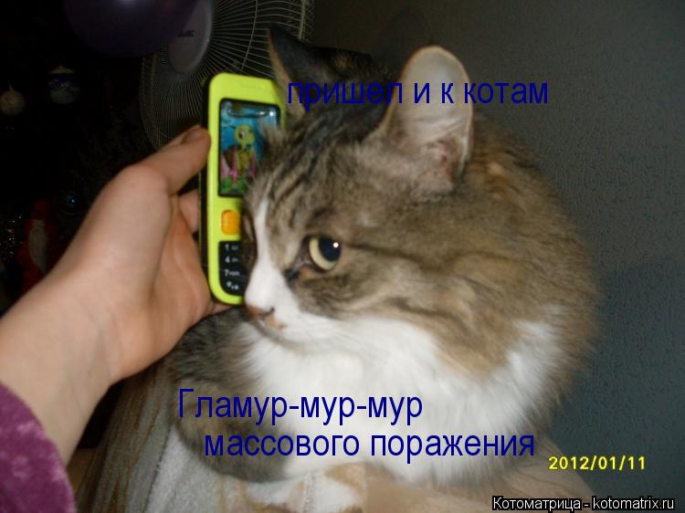 Гламур-мур-мур массового поражения пришел и к котам... Котоматрица: Гламур-мур-мур массового поражения пришел и к котам