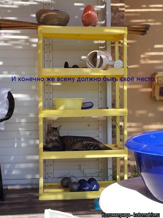 Котоматрица: И конечно же всему должно быть своё место...