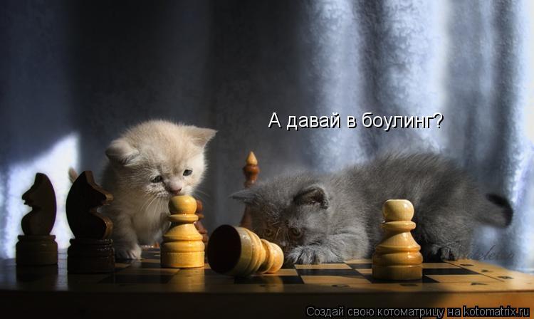 Котоматрица: А давай в боулинг?