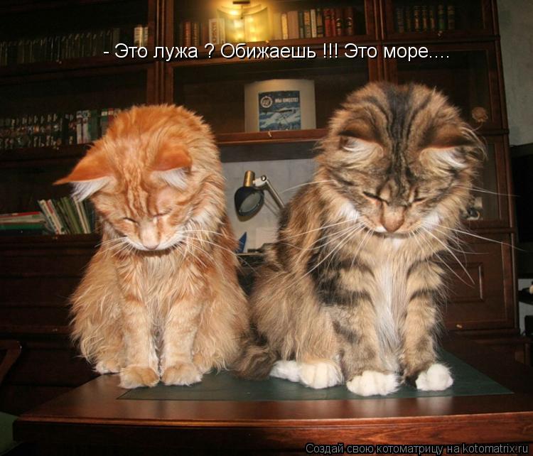 Котоматрица: - Это лужа ? Обижаешь !!! Это море....