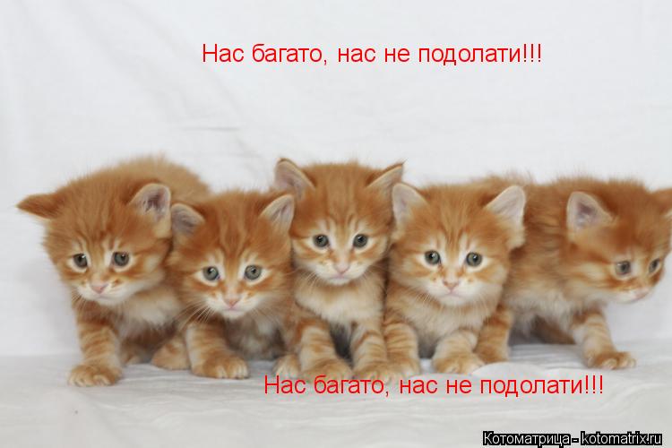 Котоматрица: Нас багато, нас не подолати!!! Нас багато, нас не подолати!!!