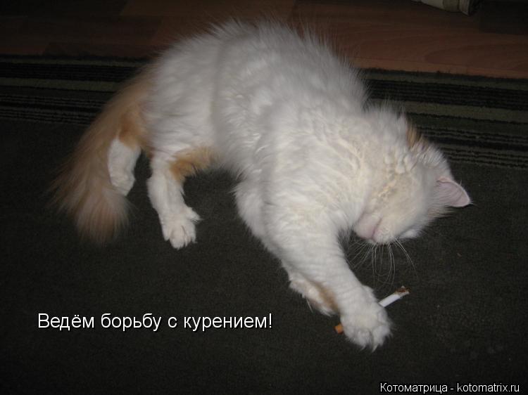 Котоматрица: Ведём борьбу с курением!