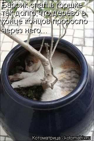 Котоматрица: Барсик спал в горшке  так долго,что дерево в конце концов проросло через него...