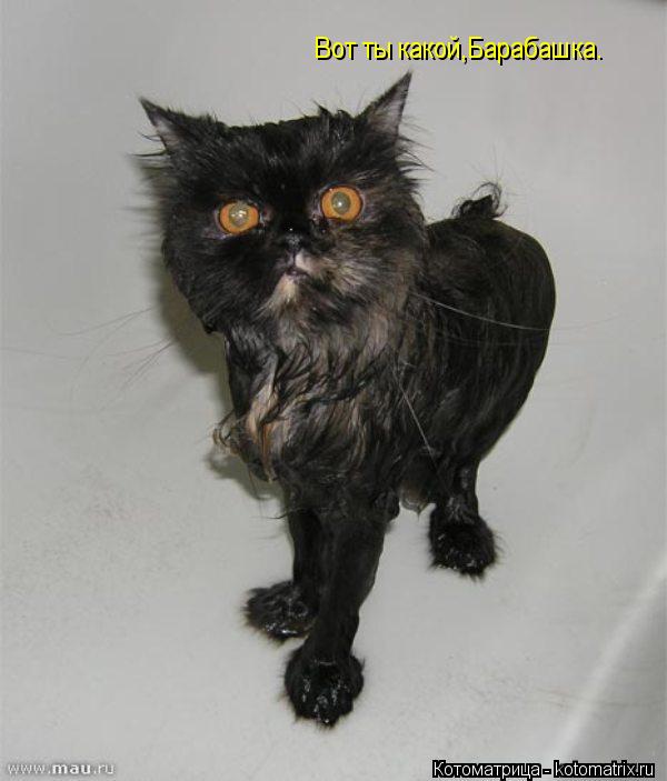 Вот ты какой,Барабашка.... Котоматрица: Вот ты какой,Барабашка.