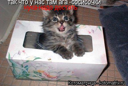 Котоматрица: так что у нас там ага -сосисочки  нука-надо достать