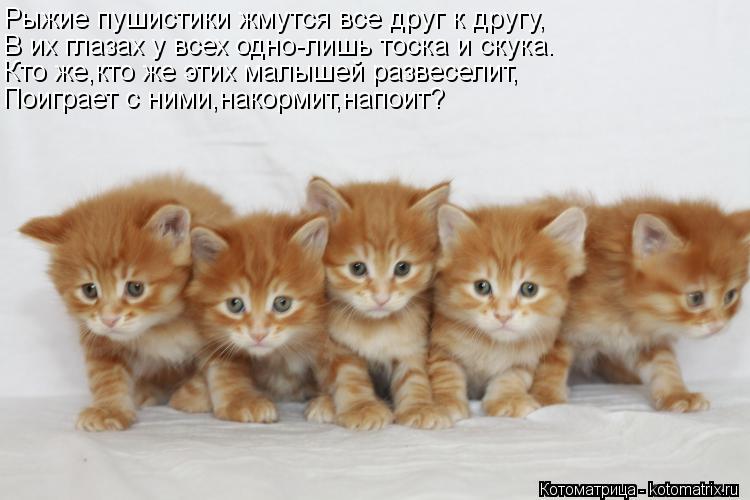Котоматрица: Рыжие пушистики жмутся все друг к другу, В их глазах у всех одно-лишь тоска и скука. Кто же,кто же этих малышей развеселит, Поиграет с ними,на