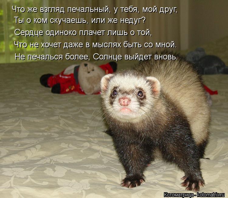 Что же взгляд печальный, у тебя, мой друг, Ты о ком скучаешь, или же недуг? Сердце одиноко плачет лиш... Котоматрица: Что же взгляд печальный, у тебя, мой друг, Ты о ком скучаешь, или же недуг? Сердце одиноко плачет лишь о той, Что не хочет даже в мыслях быть со