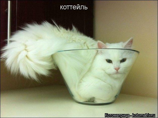 коттейль... Котоматрица: коттейль