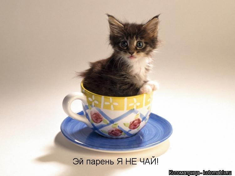 Котоматрица: Эй парень Я НЕ ЧАЙ!