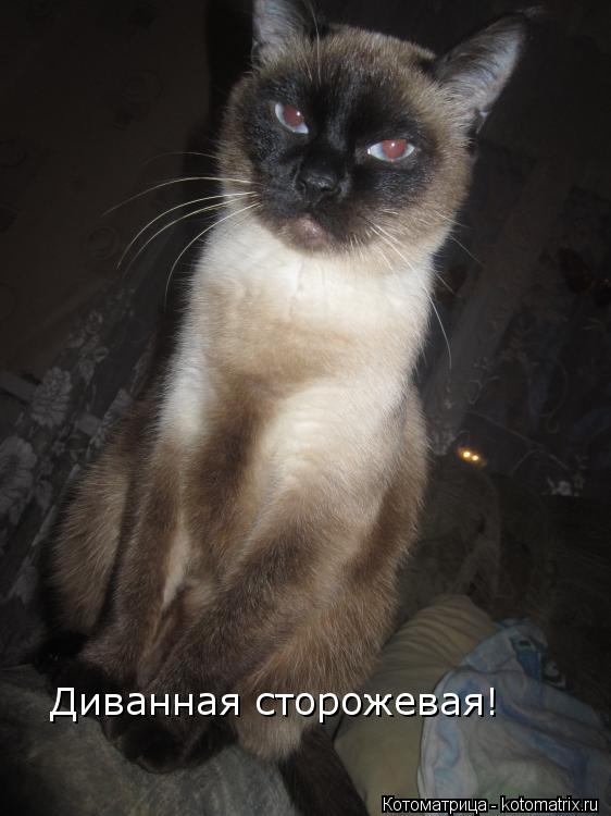 Котоматрица: Диванная сторожевая!