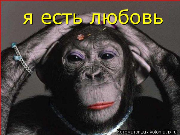 Котоматрица: я есть любовь