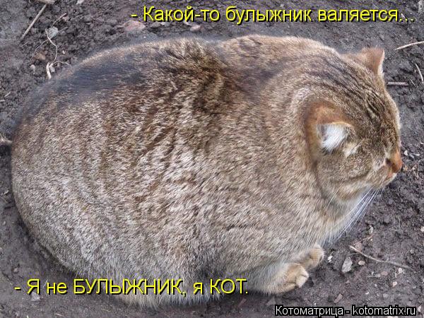 Котоматрица: - Какой-то булыжник валяется... - Я не БУЛЫЖНИК, я КОТ.