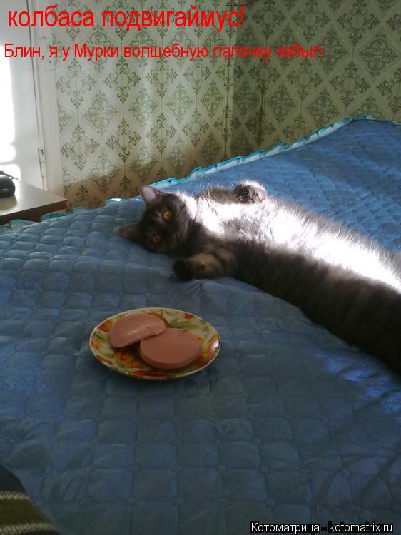 колбаса подвигаймус! Блин, я у Мурки волшебную палочку забыл... Котоматрица: колбаса подвигаймус! Блин, я у Мурки волшебную палочку забыл