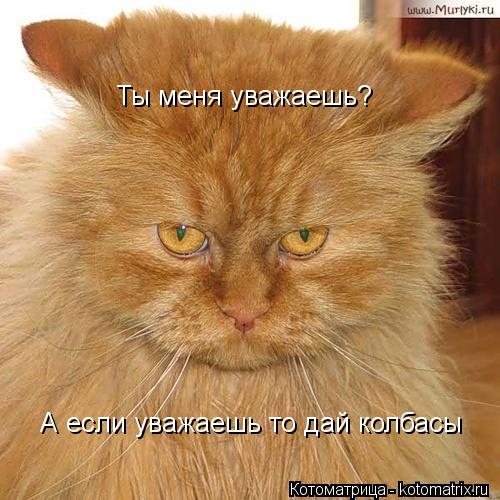 Ты меня уважаешь? А если уважаешь то дай колбасы... Котоматрица: Ты меня уважаешь? А если уважаешь то дай колбасы