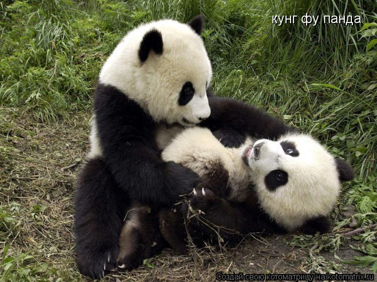 кунг фу панда... Котоматрица: кунг фу панда