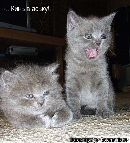 -...Кинь в аську!...... Котоматрица: -...Кинь в аську!...