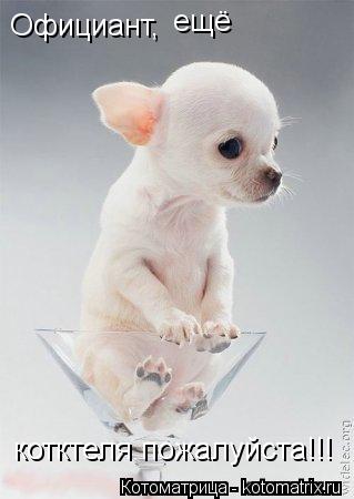 Котоматрица: Официант, ещё  котктеля пожалуйста!!!