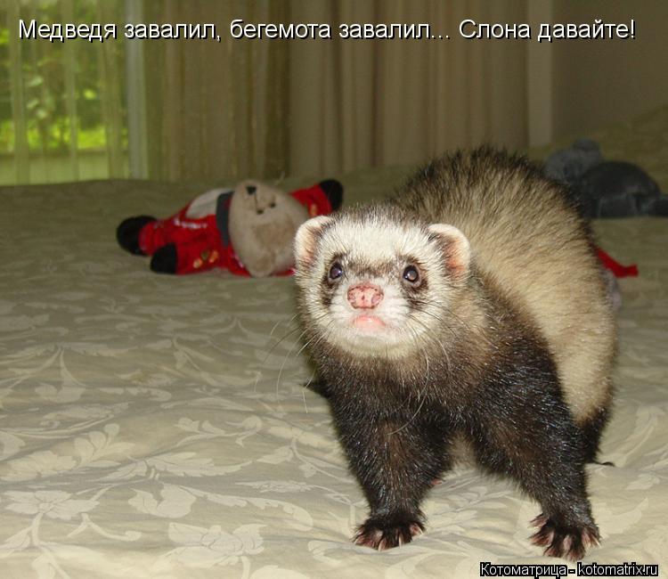 Медведя завалил, бегемота завалил... Слона давайте!... Котоматрица: Медведя завалил, бегемота завалил... Слона давайте!