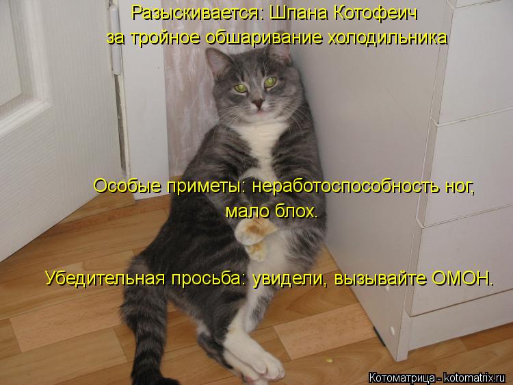 Котоматрица: Разыскивается: Шпана Котофеич за тройное обшаривание холодильника Особые приметы: неработоспособность ног, мало блох. Убедительная прось