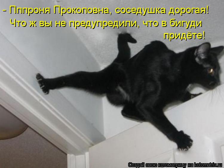 Котоматрица: - Пппроня Прокоповна, соседушка дорогая! Что ж вы не предупредили, что в бигуди  придёте!