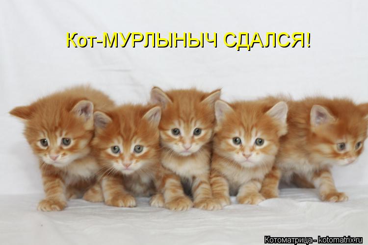 Котоматрица: Кот-МУРЛЫНЫЧ СДАЛСЯ!