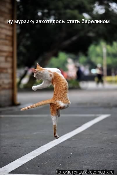 Котоматрица: ну мурзику захотелось стать барелином