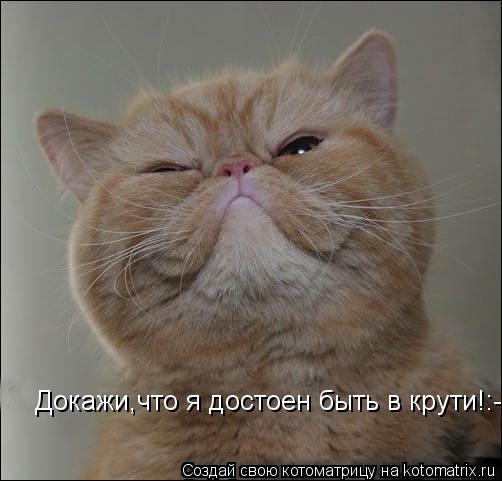 Докажи,что я достоен быть в крути!:-/... Котоматрица: Докажи,что я достоен быть в крути!:-/