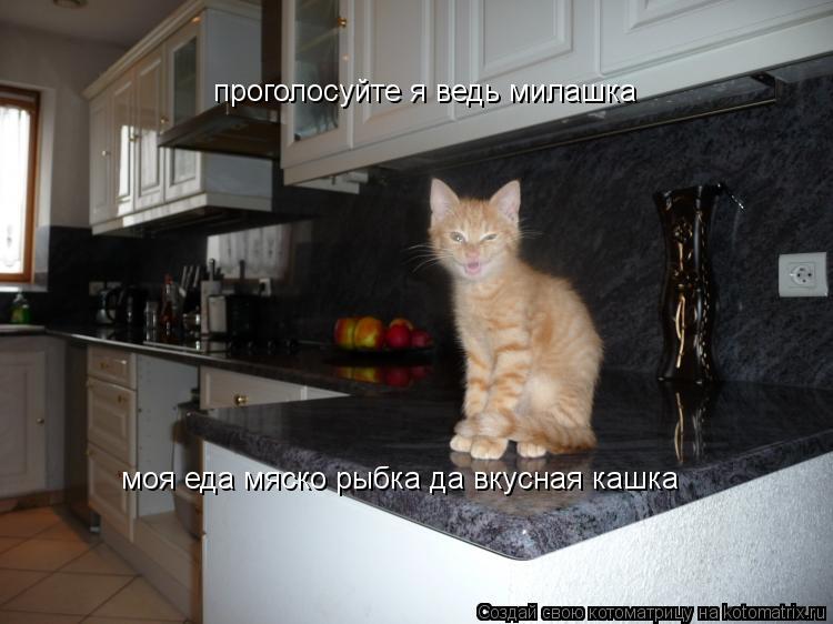 Котоматрица: проголосуйте я ведь милашка моя еда мяско рыбка да вкусная кашка