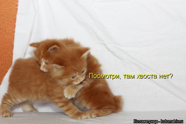 Котоматрица: Посмотри, там хвоста нет?