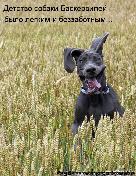 Котоматрица: Детство собаки Баскервилей  было легким и беззаботным...
