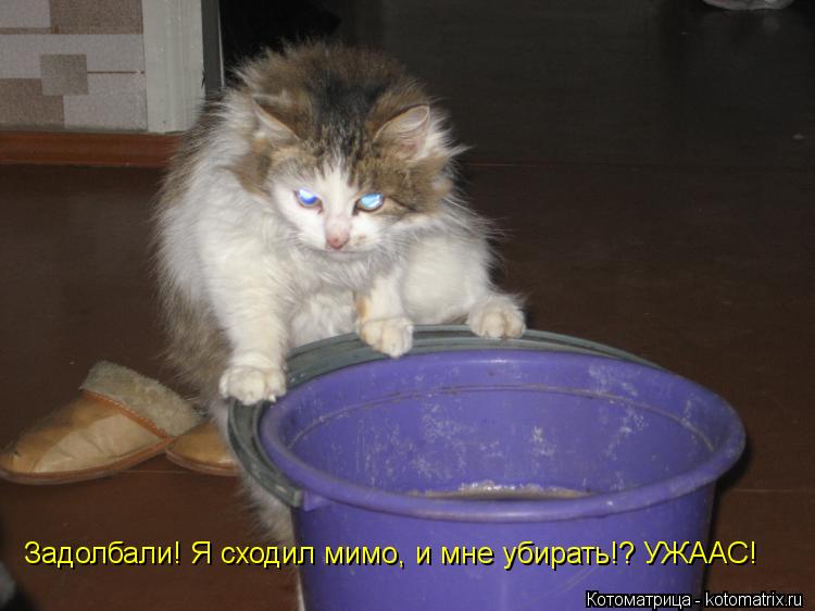 Задолбали! Я сходил мимо, и мне убирать!? УЖААС!... Котоматрица: Задолбали! Я сходил мимо, и мне убирать!? УЖААС!