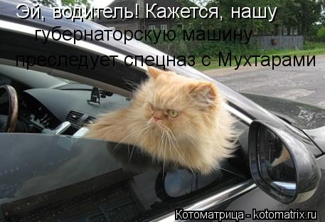 Эй, водитель! Кажется, нашу губернаторскую машину преследует спецназ с Мухтарами... Котоматрица: Эй, водитель! Кажется, нашу губернаторскую машину преследует спецназ с Мухтарами