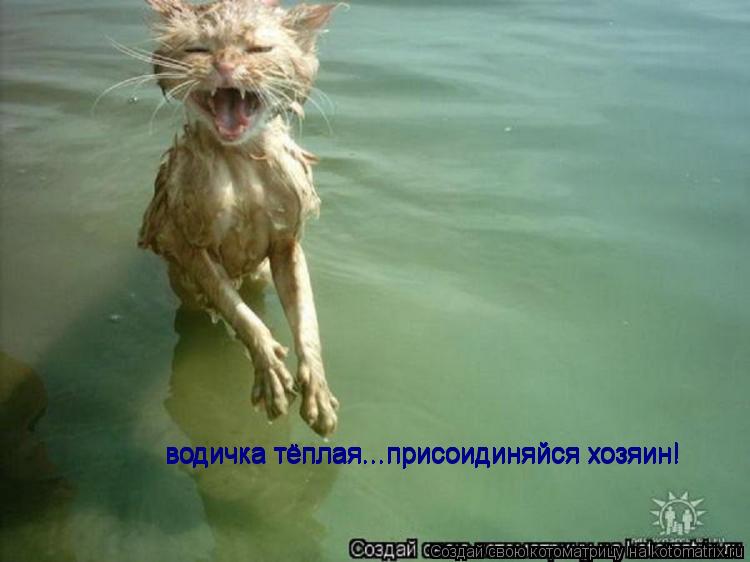 водичка тёплая...присоидиняйся хозяин! водичка тёплая...присоидиняйся хозяин! водичка тёплая...присои... Котоматрица: водичка тёплая...присоидиняйся хозяин! водичка тёплая...присоидиняйся хозяин! водичка тёплая...присоидиняйся хозяин! водичка тёплая...присои