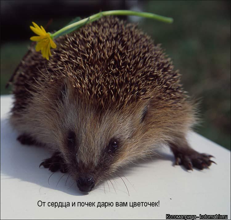 Котоматрица: От сердца и почек дарю вам цветочек!