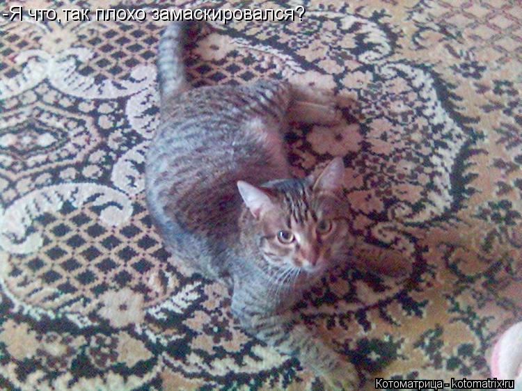 Котоматрица: -Я что,так плохо замаскировался?