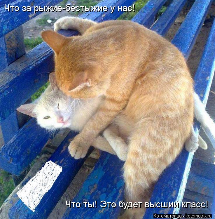 Что за рыжие-бестыжие у нас! Что ты! Это будет высший класс!... Котоматрица: Что за рыжие-бестыжие у нас! Что ты! Это будет высший класс!