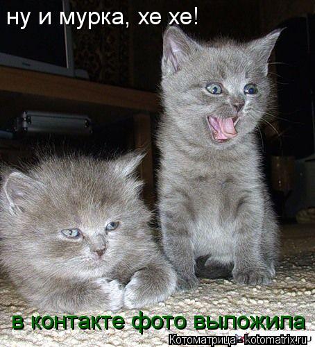 ну и мурка, хе хе! в контакте фото выложила... Котоматрица: ну и мурка, хе хе! в контакте фото выложила