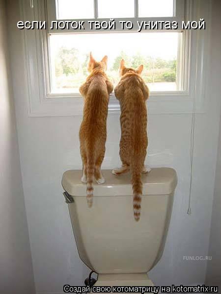 если лоток твой то унитаз мой... Котоматрица: если лоток твой то унитаз мой