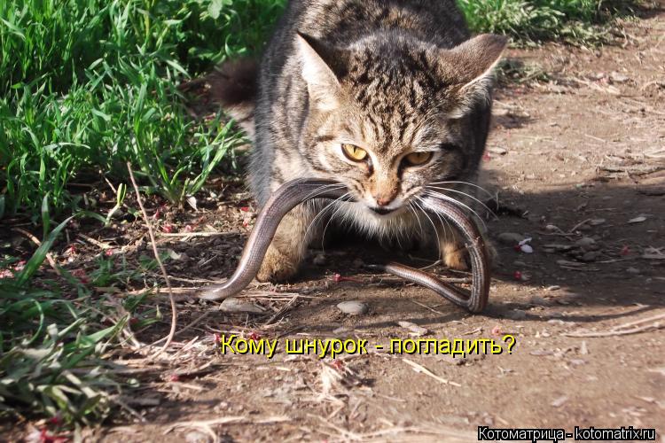 Котоматрица: Кому шнурок - погладить?