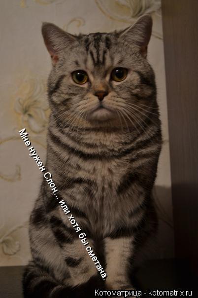 Мне нужен Слон... или хотя бы сметана.... Котоматрица: Мне нужен Слон... или хотя бы сметана.