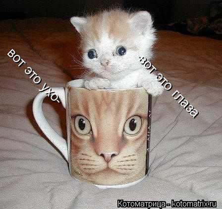 вот это ухо- -вот это глаза... Котоматрица: вот это ухо- -вот это глаза