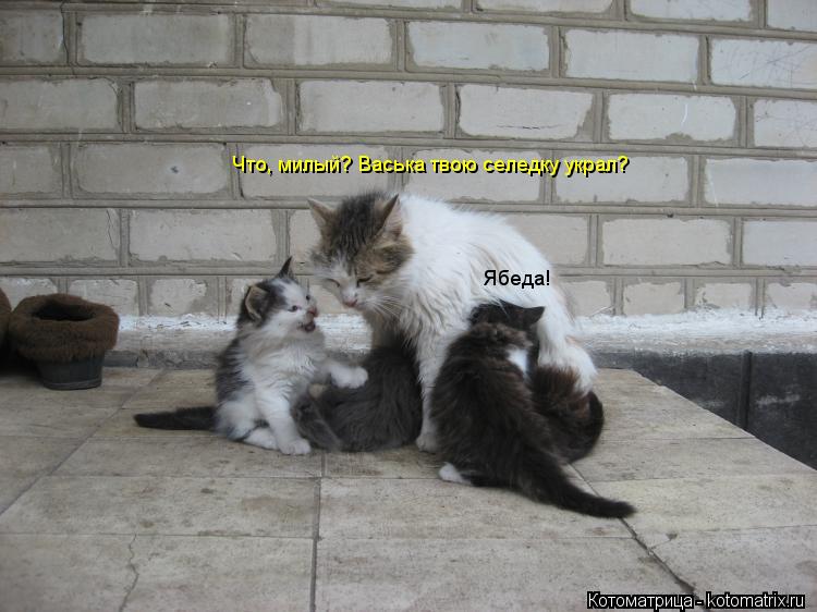 Котоматрица: Что, милый? Васька твою селедку украл? Ябеда!