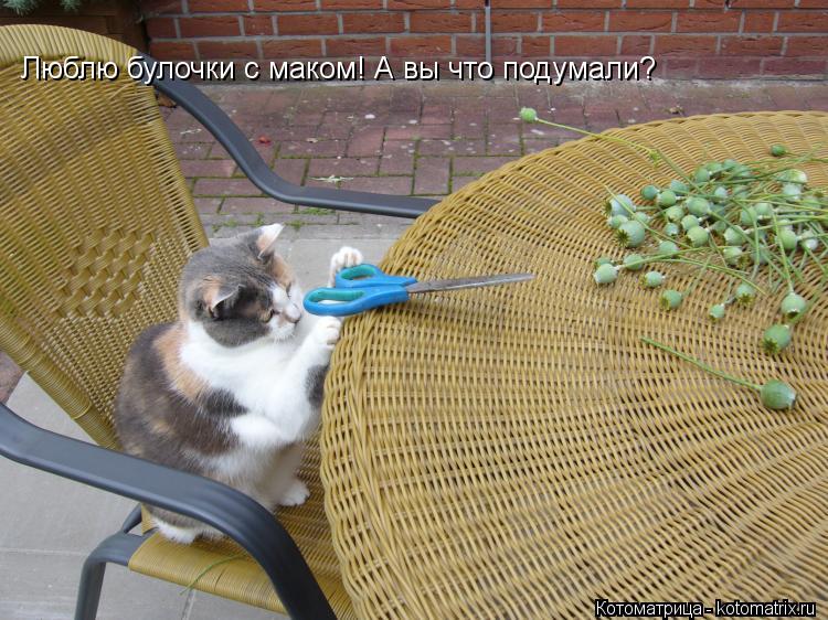 Котоматрица: Люблю булочки с маком! А вы что подумали?