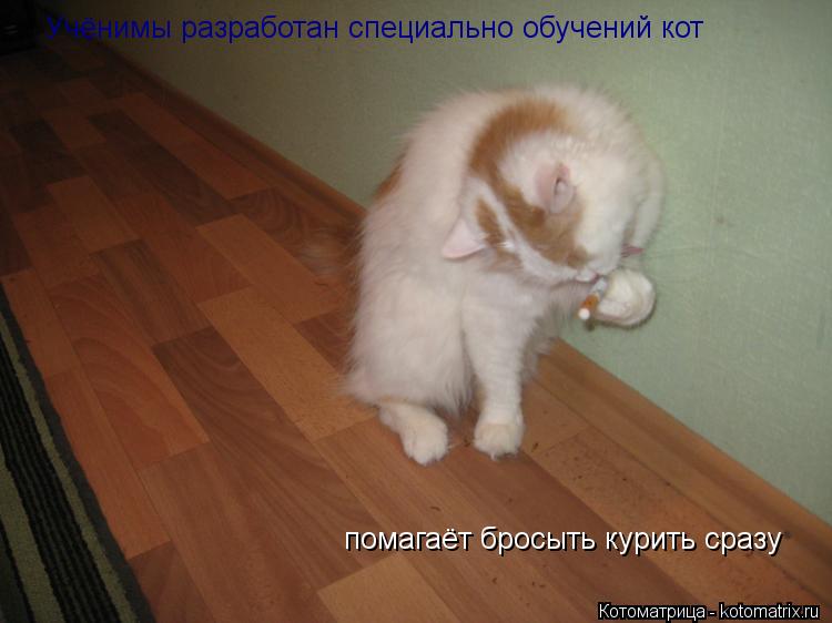 Учёнимы разработан специально обучений кот помагаёт бросыть курить сразу... Котоматрица: Учёнимы разработан специально обучений кот помагаёт бросыть курить сразу