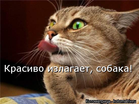 Красиво излагает, собака!... Котоматрица: Красиво излагает, собака!